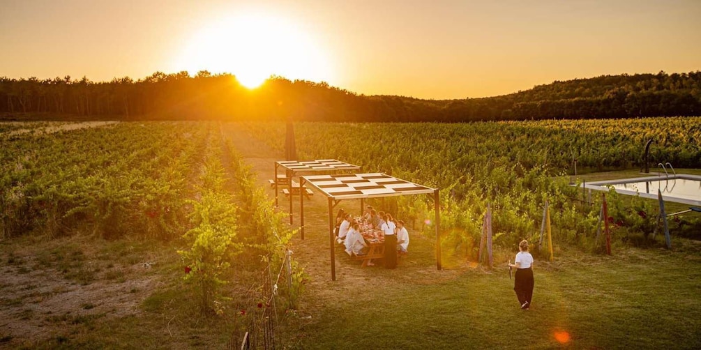 Een wijngaard met rijen druivenstokken en een groep mensen die samenkomt onder een pergola bij zonsondergang. 5