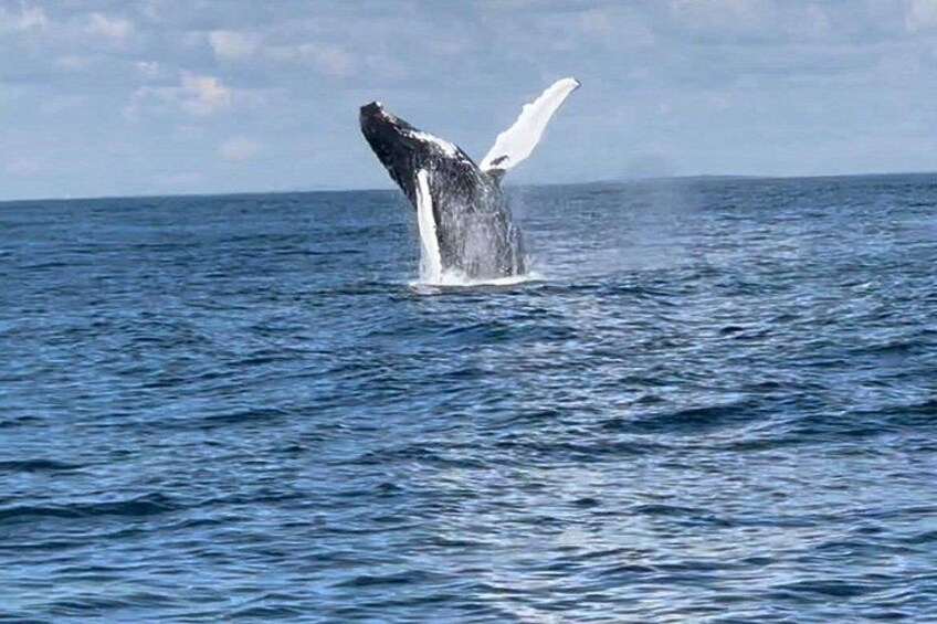 Maine Whale Watching Tour in Portland 2