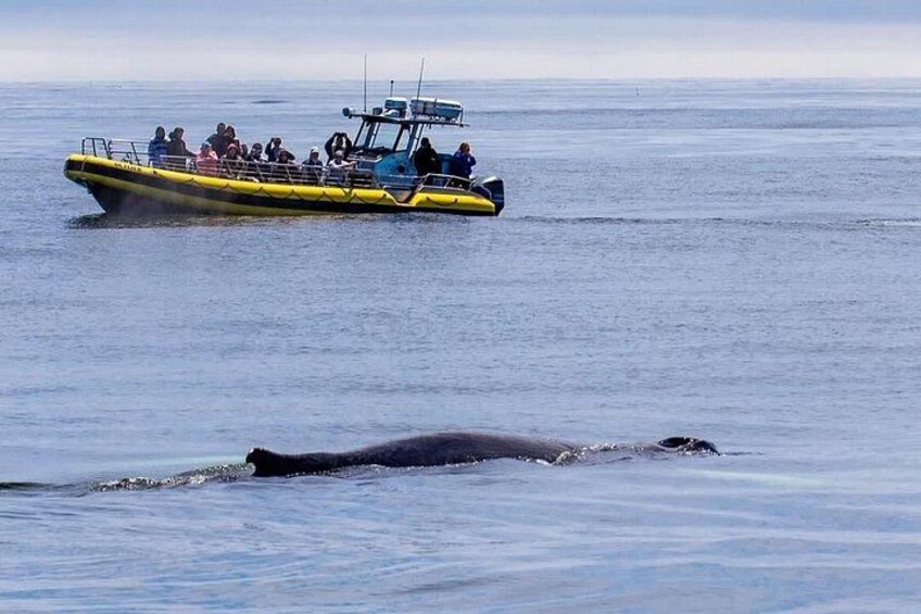 Maine Whale Watching Tour in Portland 3