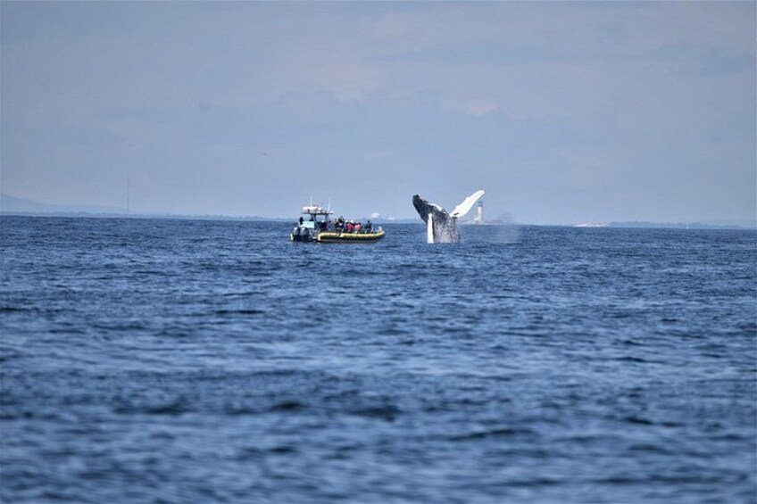 Maine Whale Watching Tour in Portland 2