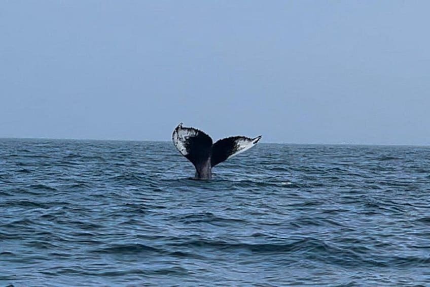 Maine Whale Watching Tour in Portland 2