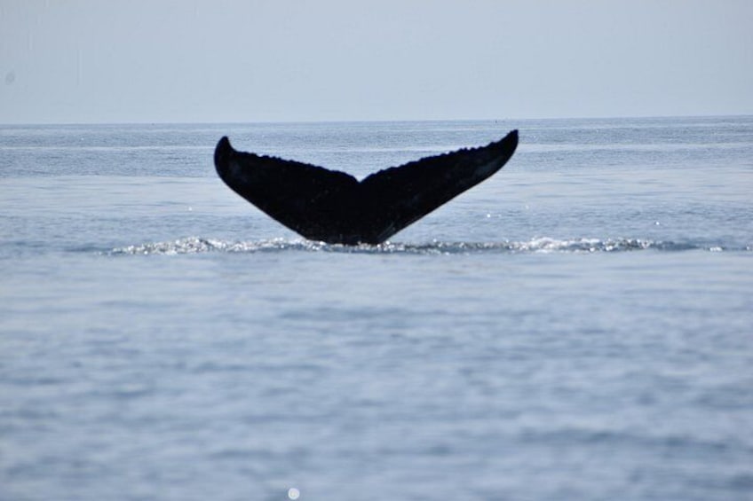 Maine Whale Watching Tour in Portland 2