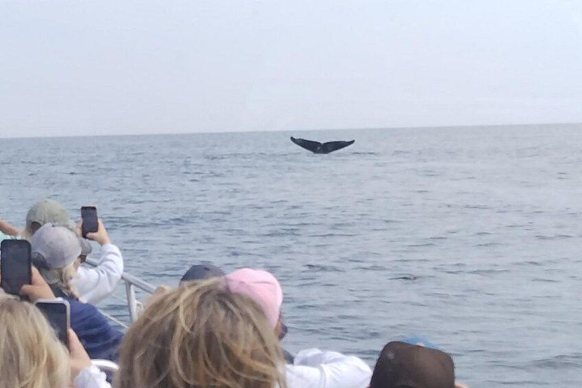 Maine Whale Watching Tour in Portland 4