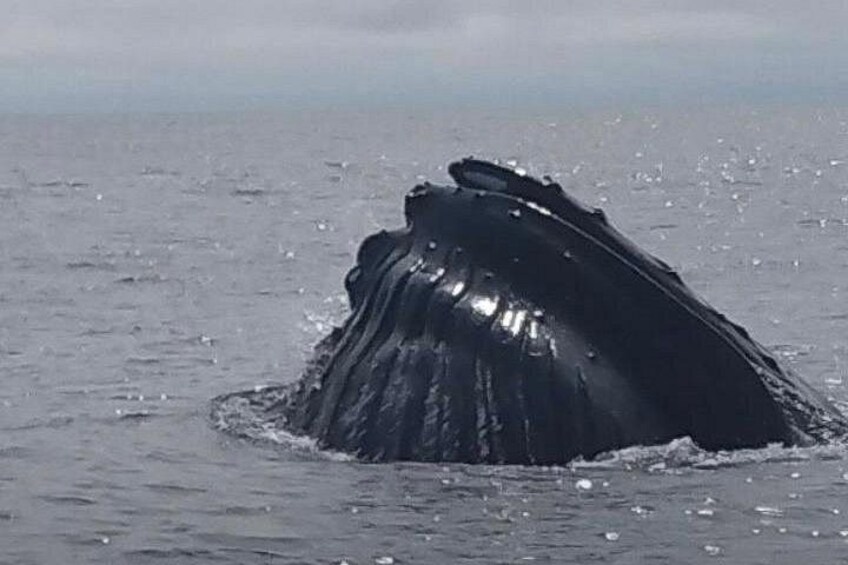 Maine Whale Watching Tour in Portland 3