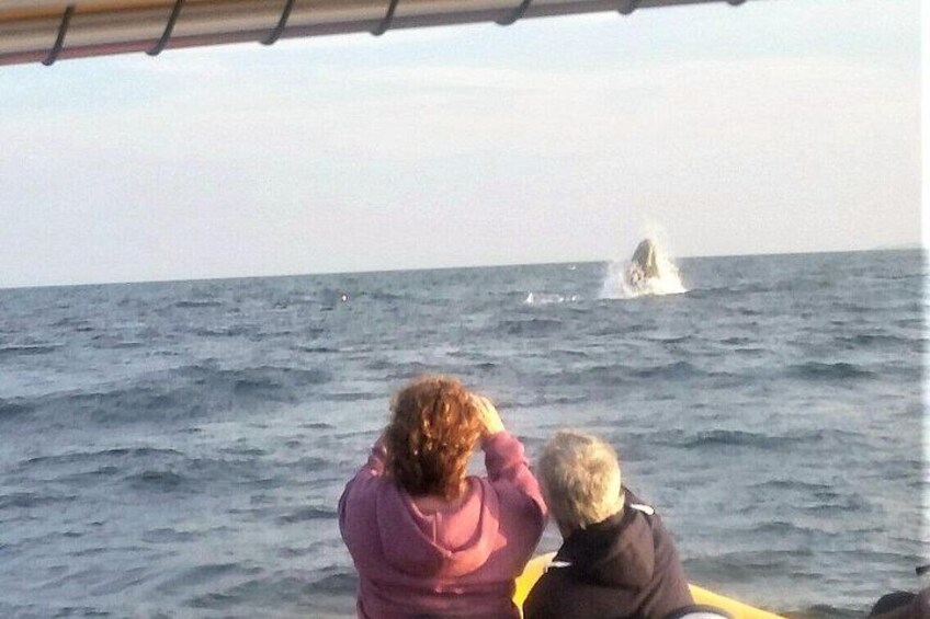 Maine Whale Watching Tour in Portland 2