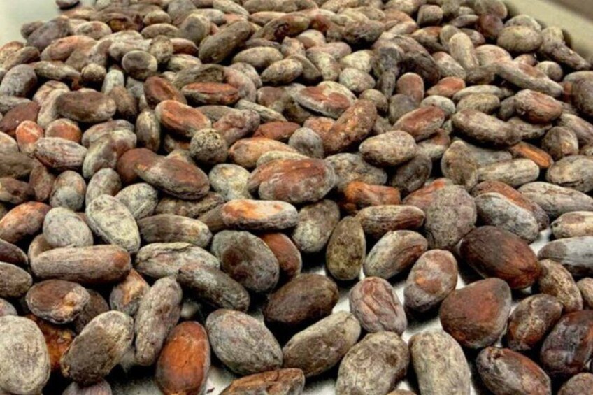 A pile of cocoa beans. 3