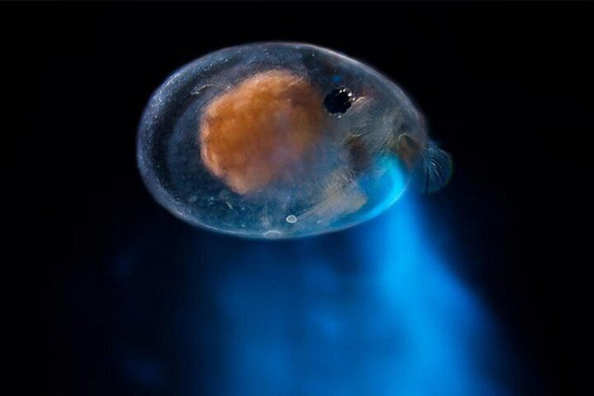 Una medusa con una campana transparente y una estructura interna visible, iluminada por luz azul. 3
