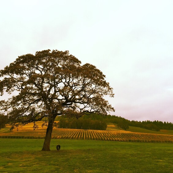 Small Group, Full Day - Willamette Valley Wine Tour