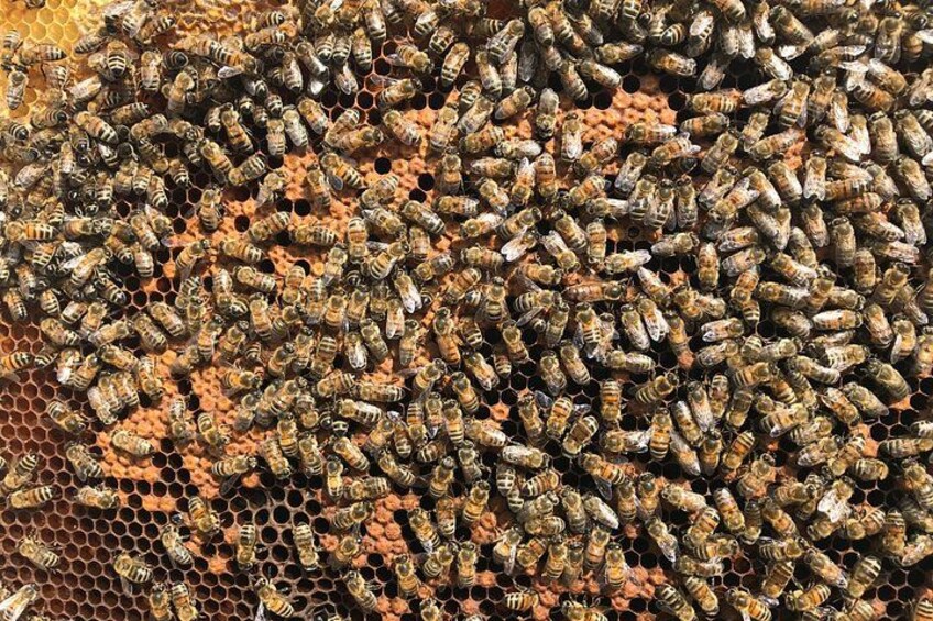 Bee frame with queen 1