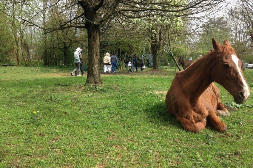 A brown horse sitting on grass near a tree with people walking in the background. 2