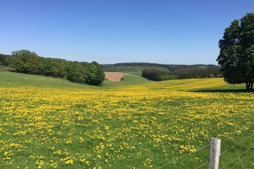 A field of yellow flowers with a fence and trees in the background. 3