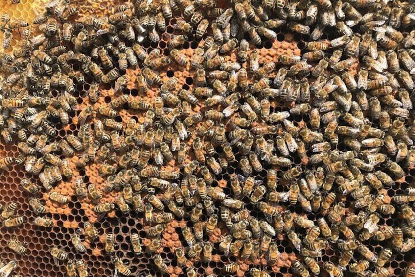 A beehive with numerous bees on the honeycomb. 1