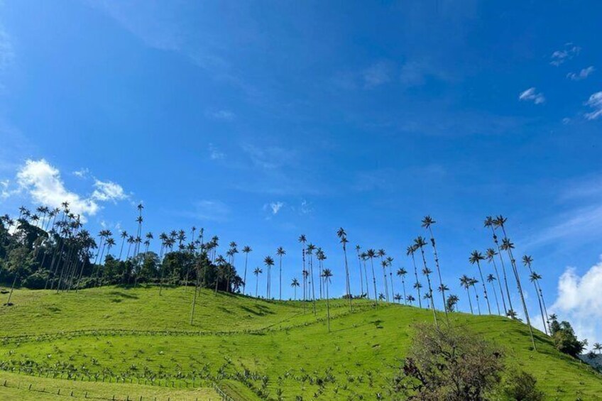 Private Full Day Tour in Cocora Valley and Coffee Farm 4