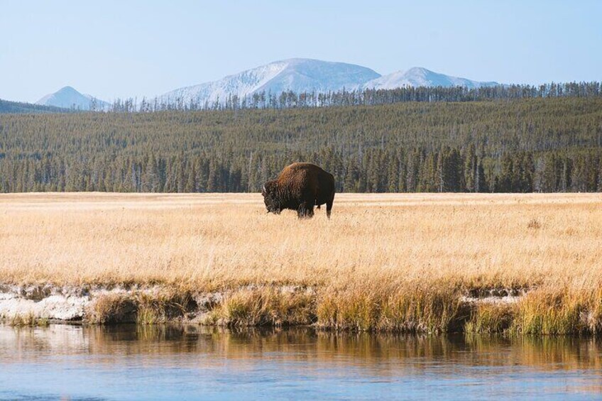 Yellowstone Full Day Small Group Tour (from West Yellowstone) 5