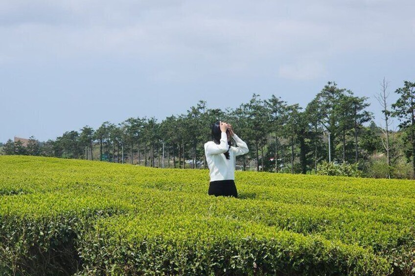 green tea field