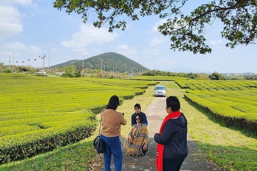 o sulloc tea museum, 
green tea field