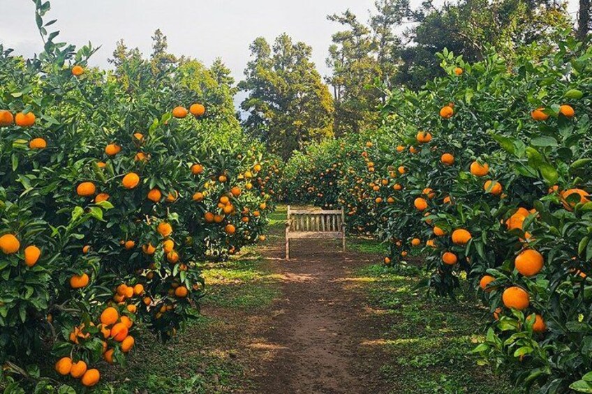 Jeju Island Eastern UNESCO site Full Day Guided Tour 3