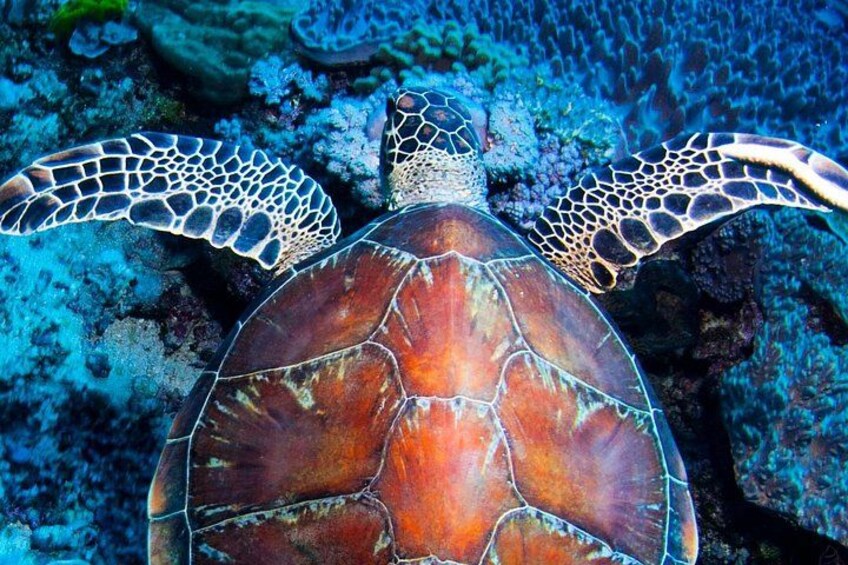 Een zeeschildpad met een gepatterde schild en flippers zwemt langs koraal. 1