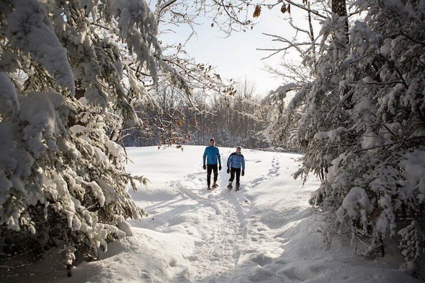 A snowy path flanked by snow-covered trees, with two people walking away from the camera. 4