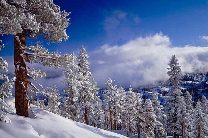 A snowy mountain landscape with evergreen trees and a clear blue sky. 5