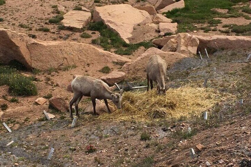 Colorado Springs Pikes Peak Luxury Jeep Tours