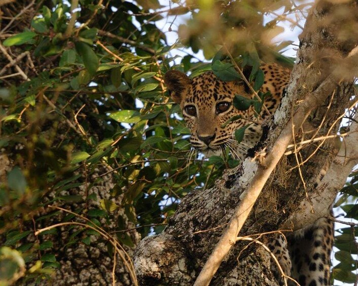Picture 12 for Activity From Bentota: Full-Day Yala National Park Safari Tour 1