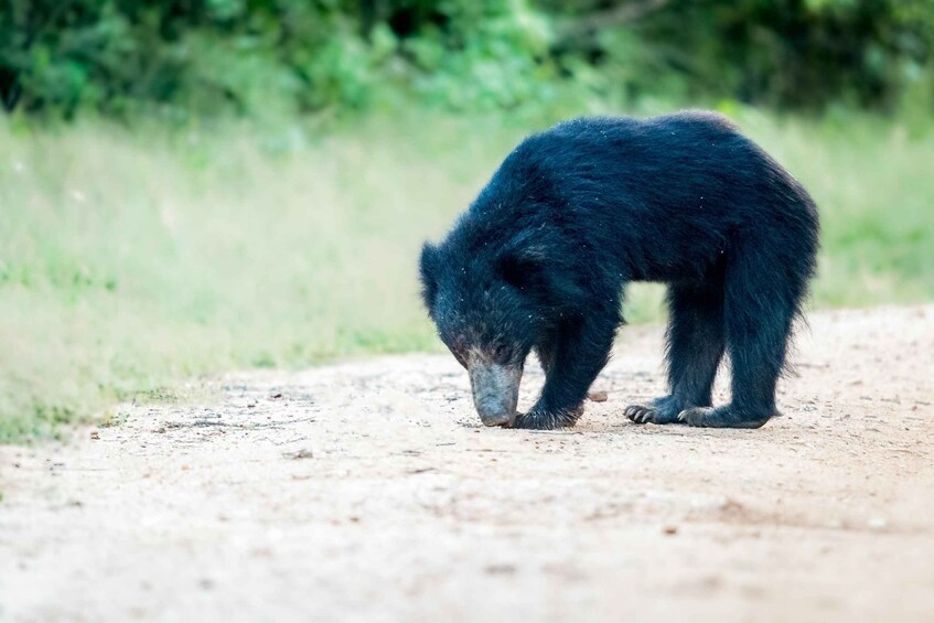 Picture 3 for Activity From Bentota: Full-Day Yala National Park Safari Tour 5