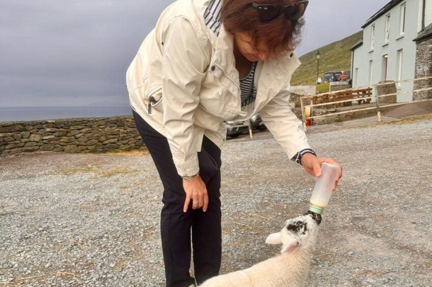 Slea Head Photo & Sightseeing Tour 3