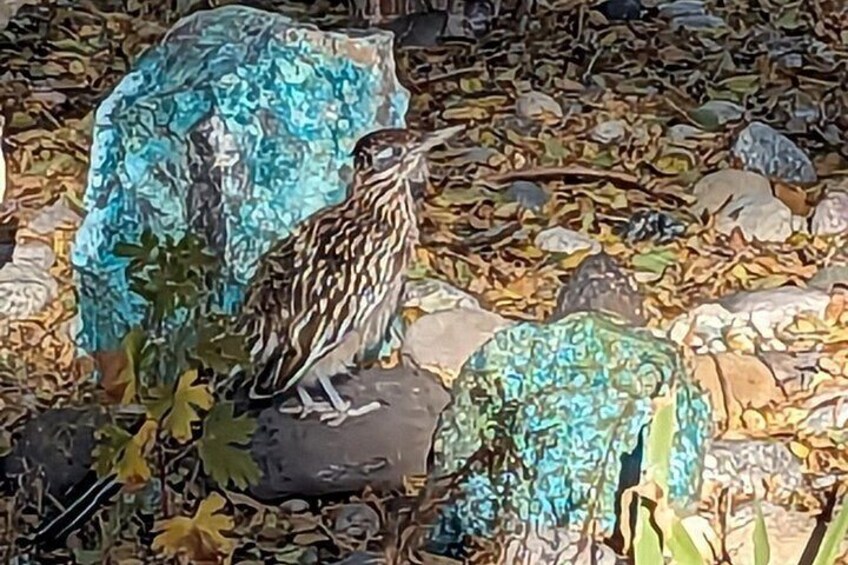 Meet the Roodrunner on the Turquoise Trail.
Bee-beep ! 2