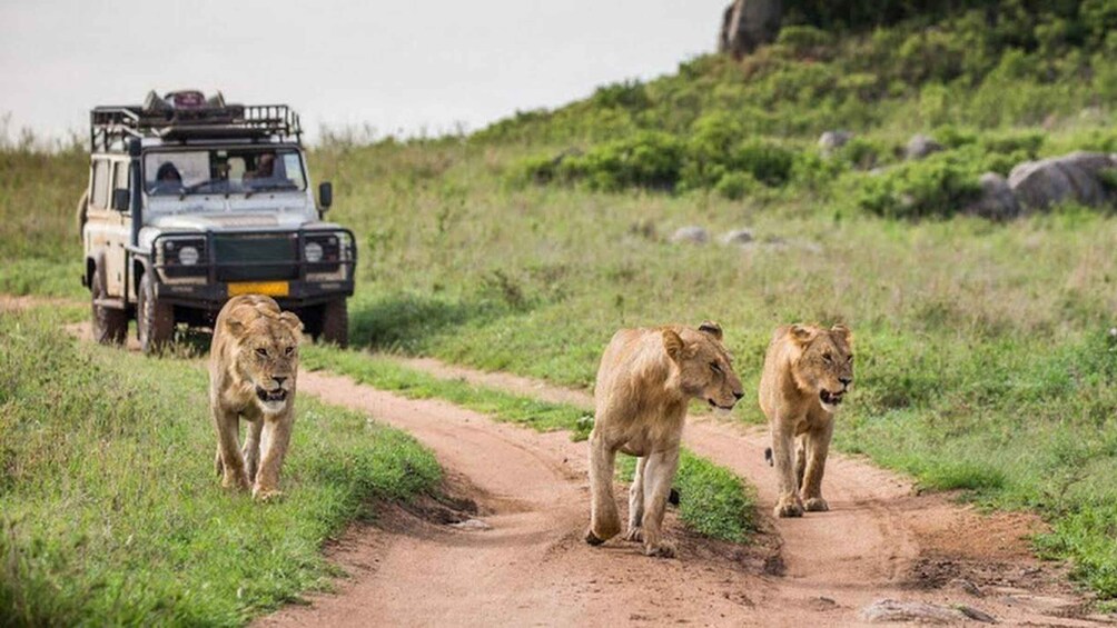 Maastossa kulkeva safariauto, jonka vieressä kävelee kolme leijonaa. 5