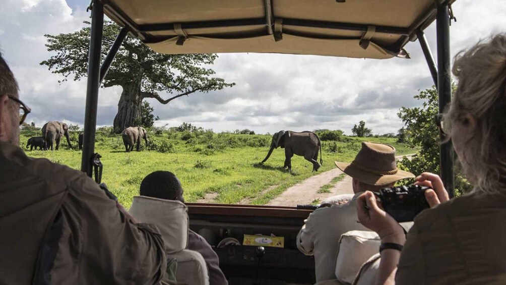 Safariauto, jossa matkustajat seuraavat norsuja ruohikkoisella savannilla. 2