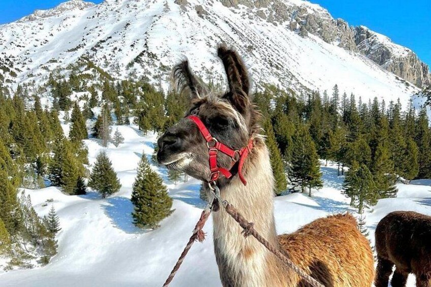 Guided llama hike with traditional raclette 2