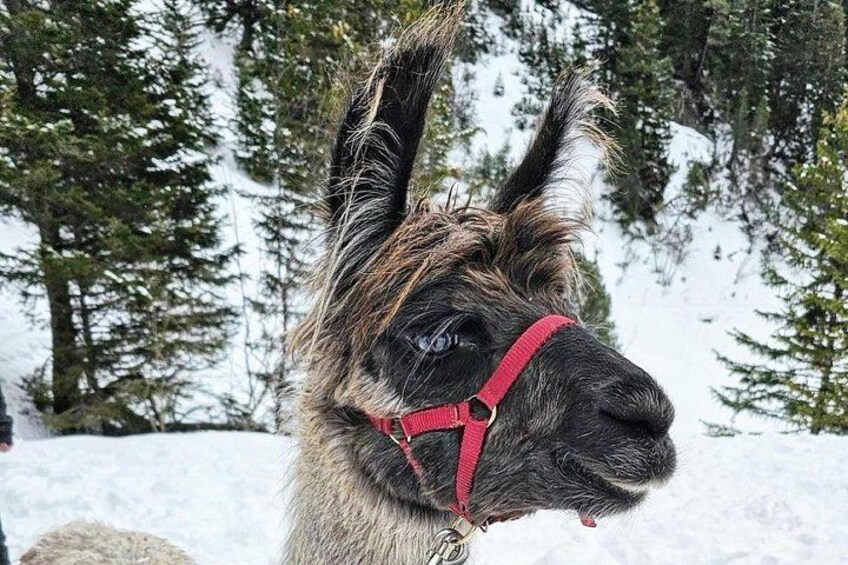 Guided llama hike with traditional raclette 4