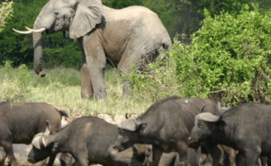 Picture 1 for Activity Kampala: 3-Day Murchison Falls Safari 2