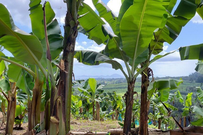 Full Day Tour of Guadeloupe 3