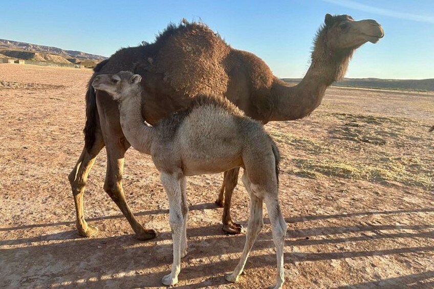 A camel with a calf in a desert landscape. 2