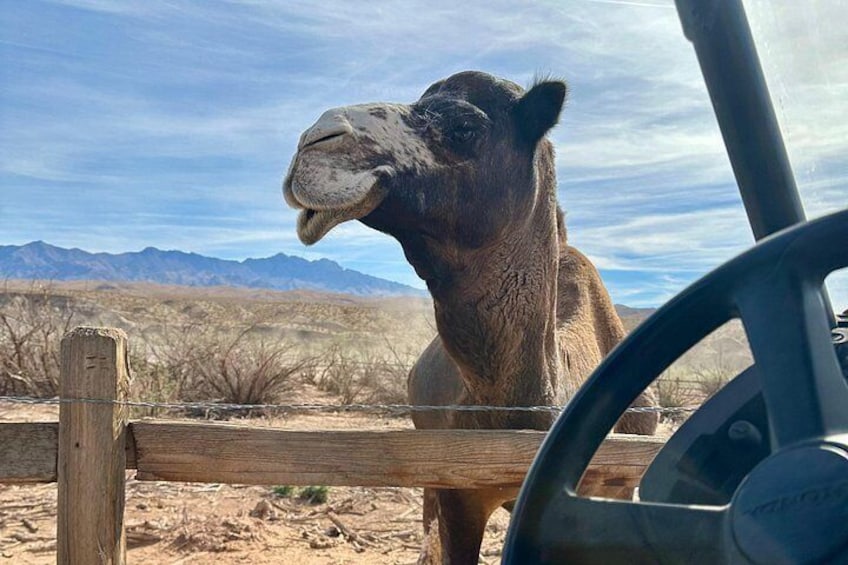 Guided UTV Safari and Zoo Tour near Las Vegas 4