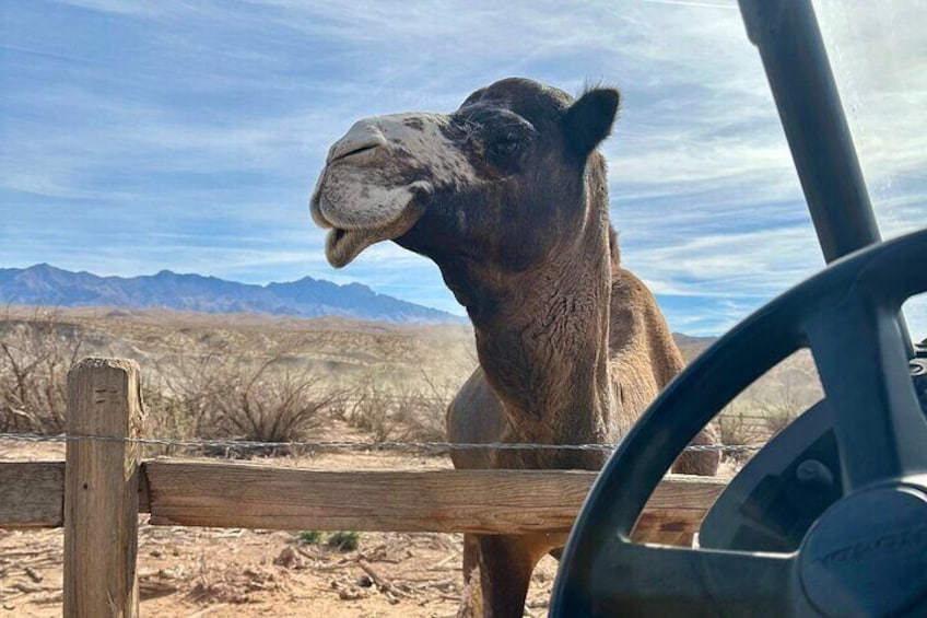 A camel standing behind a wooden fence with a mountainous landscape in the background. 4
