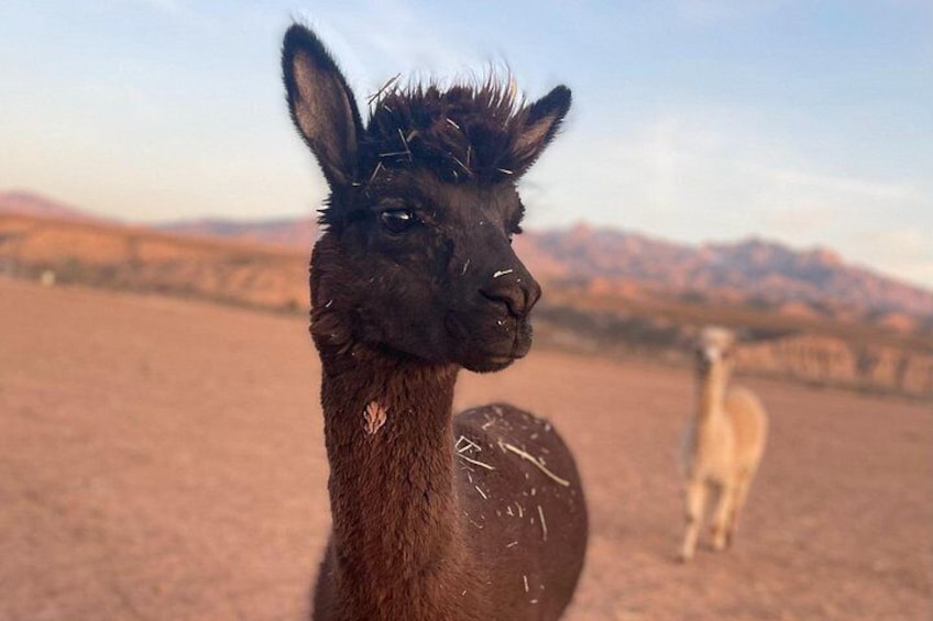 Guided UTV Safari and Zoo Tour near Las Vegas 2