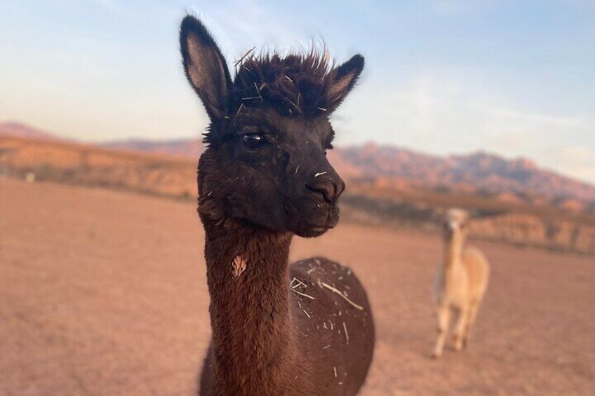 A llama in a dry, open landscape with mountains in the background. 2