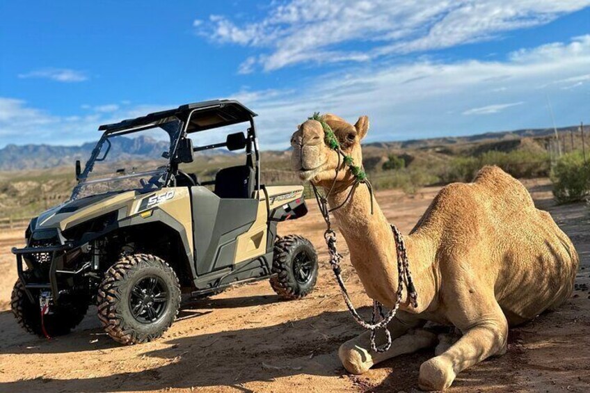 A camel lying on the ground next to a 4x4 vehicle in a desert landscape. 1