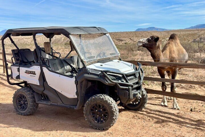 A white and black off-road vehicle parked on a dirt road with a camel in the background. 5