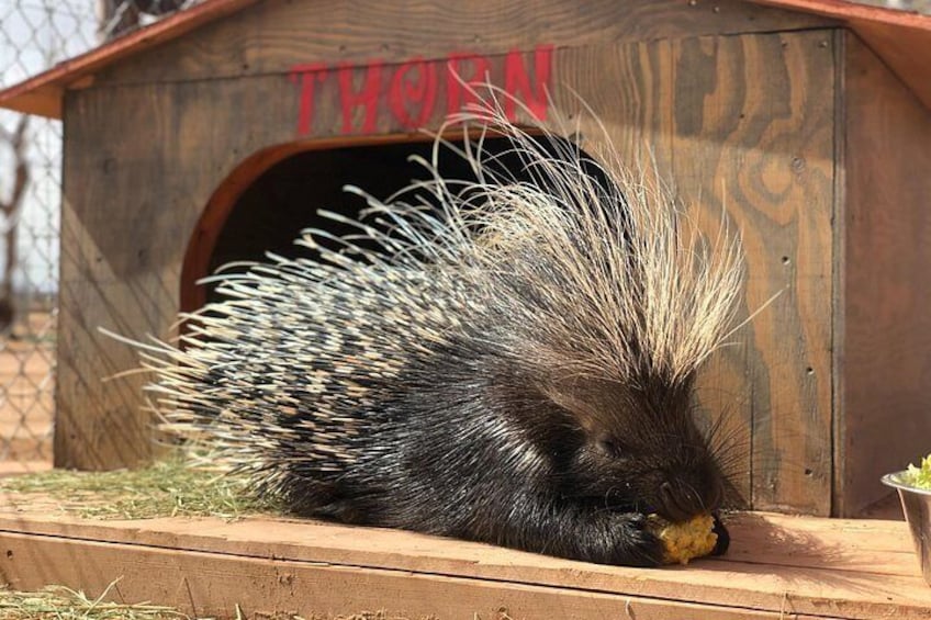 A porcupine with quills, a wooden structure labeled 'THORN', and a small plant. 5