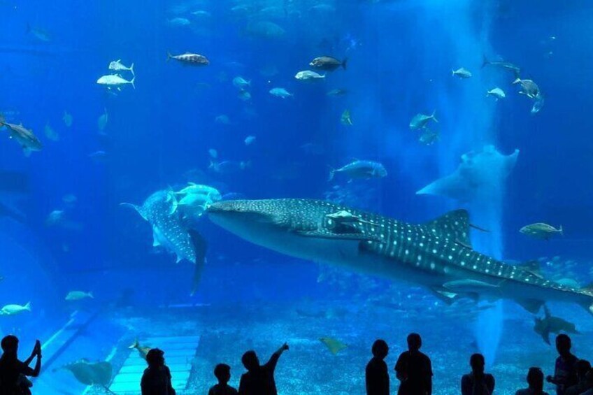 American Village &Okinawa Churaumi Aquarium Tour from Naha/Chatan