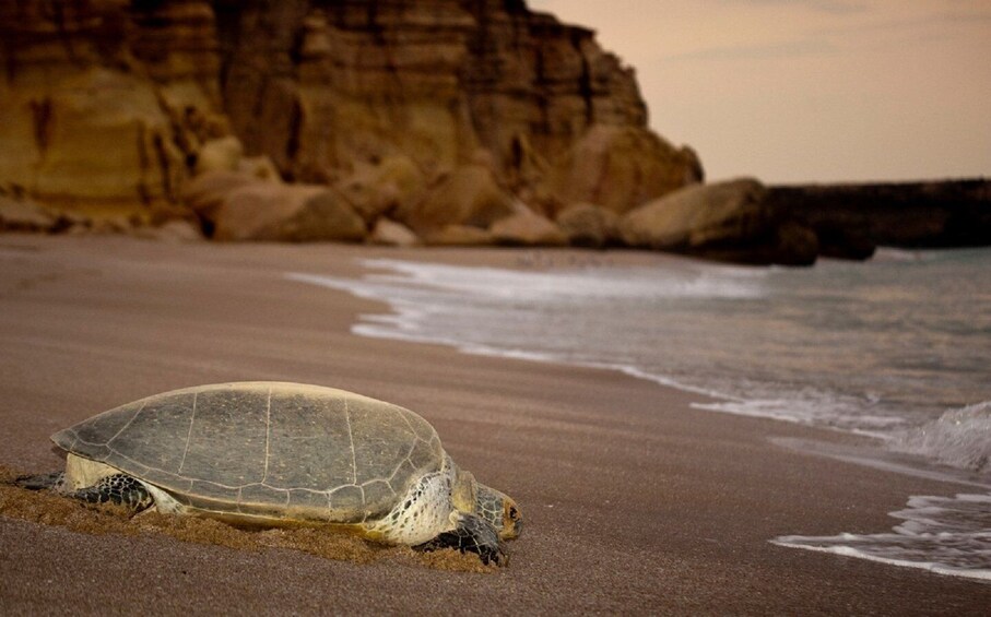 A sea turtle on a sandy beach with waves in the background and cliffs. 1