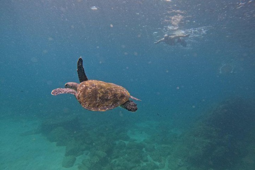 A sea turtle swimming underwater. 5