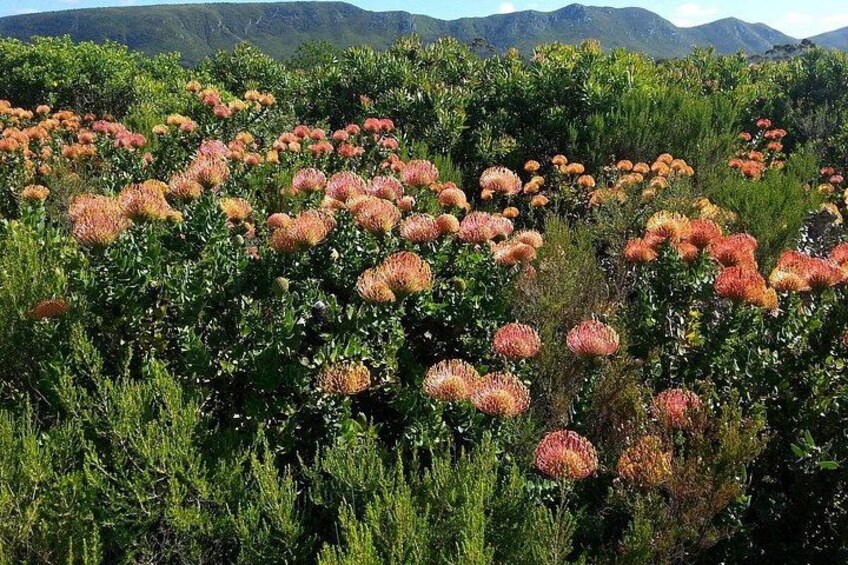 Full-Day Port Elizabeth & Kragga Kamma Reserve 3