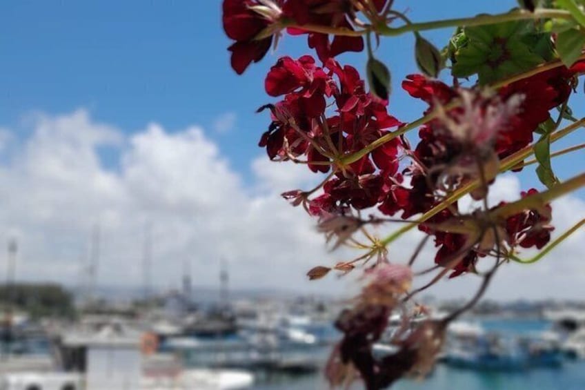 Pafos and Kourion Tour from Protaras, Aya Napa, Larnaca, Limassol 3