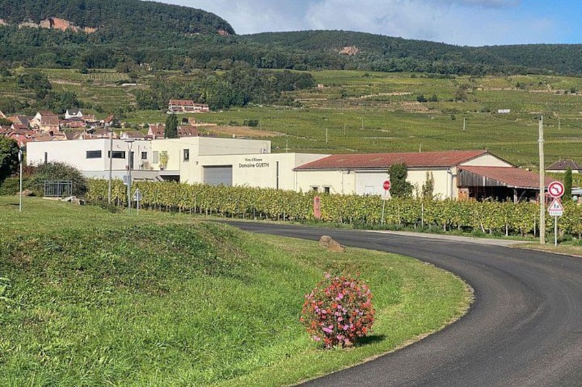 Cellar tour & tasting of organic wines with a feminine touch 2