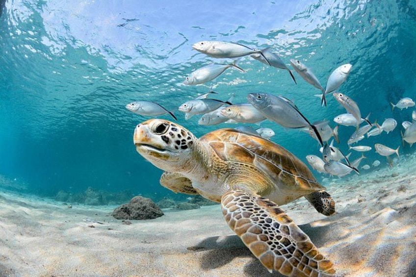 A sea turtle swimming underwater with a school of fish. 1